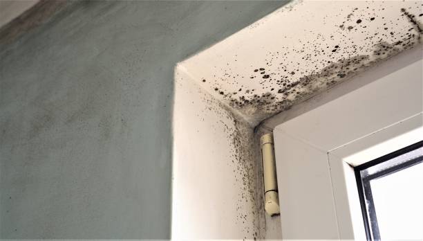 Best Mold Prevention Services  in Centerville, MN