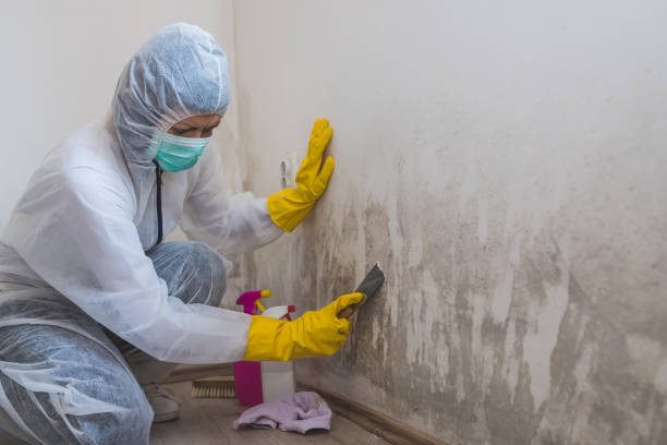 Best Environmental Consulting for Mold Prevention  in Centerville, MN