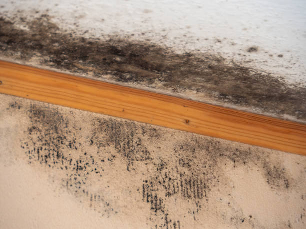 Best Commercial Mold Inspection  in Centerville, MN