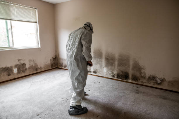 Best Emergency Mold Remediation  in Centerville, MN