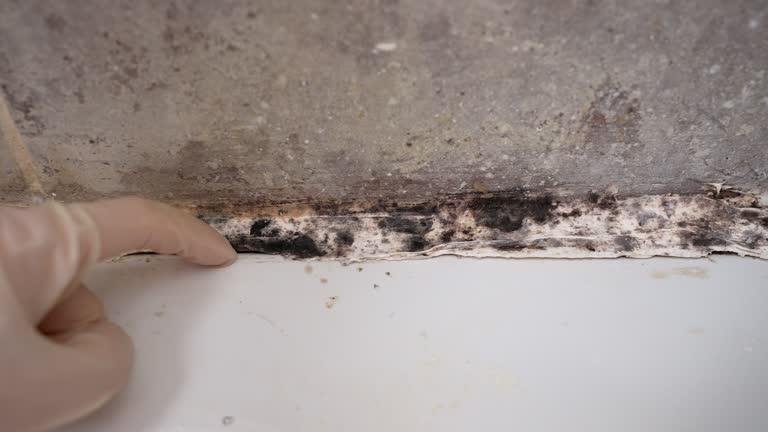 Best Post-Remediation Verification Testing  in Centerville, MN