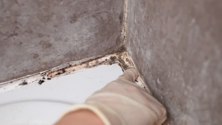 Best Post-Construction Mold Inspection  in Centerville, MN