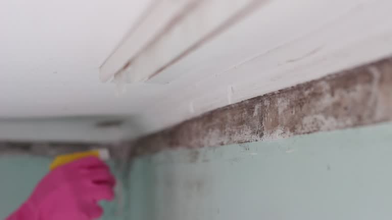 Best Attic Mold Removal  in Centerville, MN