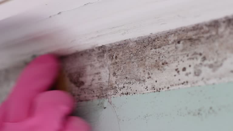 Best Commercial Mold Inspection  in Centerville, MN